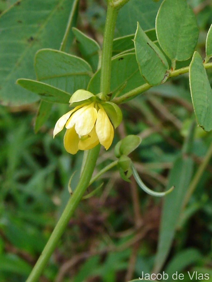 Senna tora (L.) Roxb.